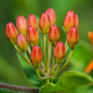 5 Asclepias Tuberosa Live Plant Roots, Milkweed Plants Bulbs, Milkweed Plants Rooted For Butterflies