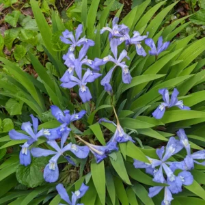 15 Dwarf Iris Bulbs For Spring To Fall Planting, Flower Bulbs Dwarf Iris Blue, Bulk Dwarf Iris Bare Roots