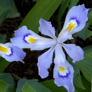 15 Dwarf Iris Bulbs For Spring To Fall Planting, Flower Bulbs Dwarf Iris Blue, Bulk Dwarf Iris Bare Roots