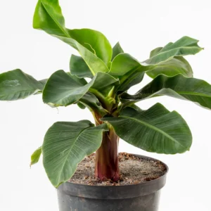 3 Dwarf Banana Plant, Cavendish Plant Banana Tree Hardy, Banana Tree From 4 Inches Height No Pot