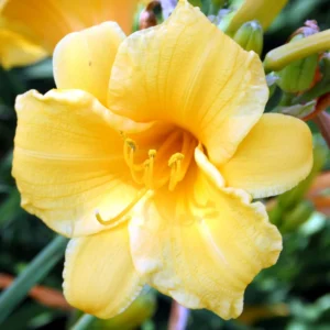 5 Daylily Bulbs, Daylily Perennial Cold Hardy Bare Roots, Flower Plant Live Bare Roots