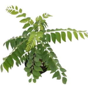Curry Leaf Plant Live – Murraya Koenigii Sweet Neem Tree 5-9 Inch Tall in 4-Inch Pot, Perfect for Home Gardening and Fresh Curry Leaves