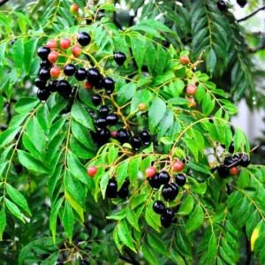 Live Murraya Koenigii Curry Leaf Tree – 5-9 Inch Sweet Neem Bush in 4-Inch Pot, Great for Growing Fresh Curry Leaves in Gardens