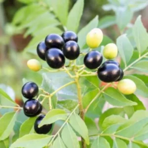 Curry Leaf Plant Live – Murraya Koenigii Sweet Neem Tree 5-9 Inch Tall in 4-Inch Pot, Perfect for Home Gardening and Fresh Curry Leaves