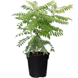 Curry Leaf Tree Live Plant – 14-16 Inch Sweet Neem Bush in Half-Gallon Pot, Murraya Koenigii, Perfect for Indoor or Outdoor Growing
