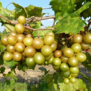 Muscadine Grape Vine Live, 8-12 Inch Tall, Hardy Grape Plant for Home Gardens, Fresh Muscadine Grape Fruits, Ideal for Planting in Your Yard
