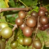 Muscadine Grape Vine Live, 8-12 Inch Tall, Hardy Grape Plant for Home Gardens, Fresh Muscadine Grape Fruits, Ideal for Planting in Your Yard