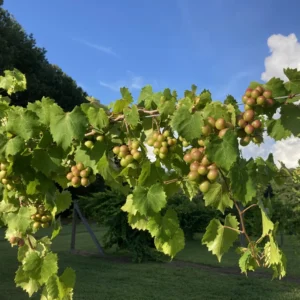 Muscadine Grape Vine Live, 8-12 Inch Tall, Hardy Grape Plant for Home Gardens, Fresh Muscadine Grape Fruits, Ideal for Planting in Your Yard