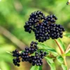 5 American Elderberry Cuttings Live for Planting, 6-10 Inch Tall, Black Elderberry Fruit Tree, Perfect for Growing Elderberry Bushes