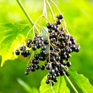 5 American Elderberry Cuttings Live for Planting, 6-10 Inch Tall, Black Elderberry Fruit Tree, Perfect for Growing Elderberry Bushes