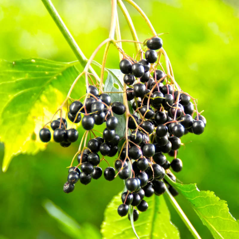 5 American Elderberry Cuttings Live for Planting, 6-10 Inch Tall, Black Elderberry Fruit Tree, Perfect for Growing Elderberry Bushes