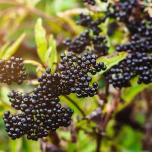 5 American Elderberry Cuttings Live for Planting, 6-10 Inch Tall, Black Elderberry Fruit Tree, Perfect for Growing Elderberry Bushes