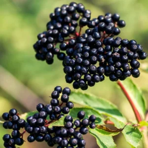 American Elderberry Cuttings Live for Planting, 6-10 Inch Tall, Black Elderberry Fruit Tree, Elderberry Cuttings for Home Gardening and Landscaping