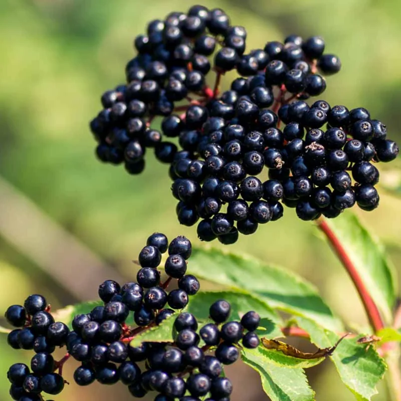 American Elderberry Cuttings Live for Planting, 6-10 Inch Tall, Black Elderberry Fruit Tree, Elderberry Cuttings for Home Gardening and Landscaping