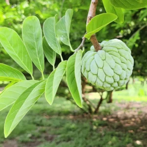 Sugar Apple Plant Live, 12-14 Inch Tall, Annona Squamosa Sugar Apple Tree, Sweetsop Fruit Tree for Growing in Half-Gallon Pot Outdoors