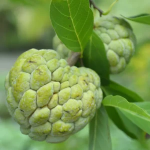 Annona Squamosa Sugar Apple Tree Live, 12-14 Inch Tall, Sweetsop Sugar Apple for Planting, Half-Gallon Pot for Fruit Tree Gardening