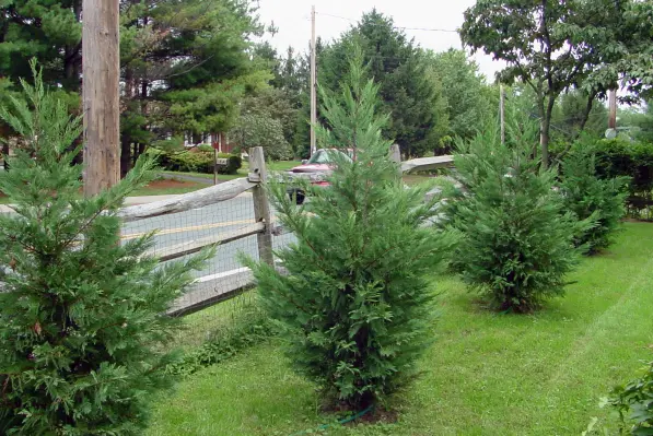 Leyland Cypress Trees
