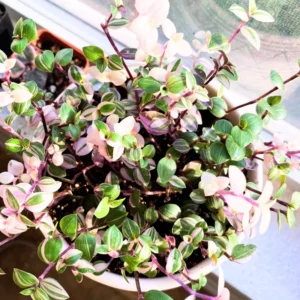 Callisia Repens Live Plant, Callisia Repens Sedum Turtle Vine 4 Inches Potted, Turtle Vine Succulent, Tradescantia Pink Live Plant