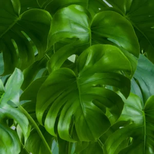 Monstera Plant Live, House Plant Indoors Live In 4 Inches Pot, Miniature House Plant