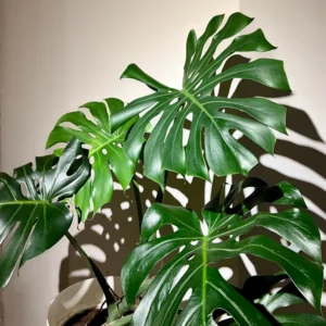 Monstera Plant Live, House Plant Indoors Live In 4 Inches Pot, Miniature House Plant