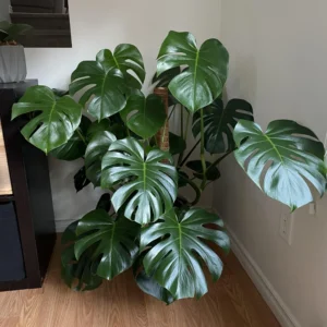 Monstera Plant Live, House Plant Indoors Live In 4 Inches Pot, Miniature House Plant