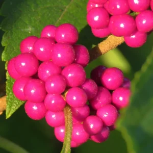 American Beautyberry Bush Plant, American Beautyberry Live Plant, American Beautyberry Shrub Dormant Tree From 10 Inches Height