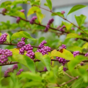 American Beautyberry Bush Plant, American Beautyberry Live Plant, American Beautyberry Shrub Dormant Tree From 10 Inches Height