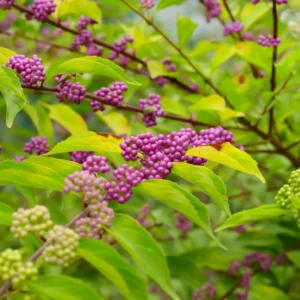 American Beautyberry Bush Plant, American Beautyberry Live Plant, American Beautyberry Shrub Dormant Tree From 10 Inches Height