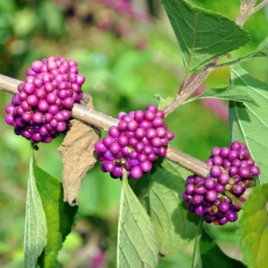American Beautyberry Bush Plant, American Beautyberry Live Plant, American Beautyberry Shrub Dormant Tree From 10 Inches Height