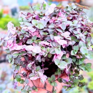 Callisia Repens Pink Plant, Turtle Vine Plant Live Potted, Pink Tradescantia Houseplants Live Plant, Turtle Vine Succulent Plant