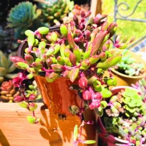 Ruby Necklace Succulent Live Plant, String Of Rubies Plant Live, String Of Ruby Necklace Live Plant, Live Hanging Succulent Plant