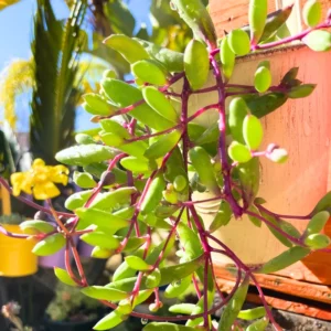 Ruby Necklace Succulent Live Plant, String Of Rubies Plant Live, String Of Ruby Necklace Live Plant, Live Hanging Succulent Plant