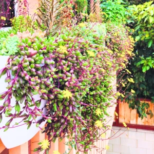 Ruby Necklace Succulent Live Plant, String Of Rubies Plant Live, String Of Ruby Necklace Live Plant, Live Hanging Succulent Plant