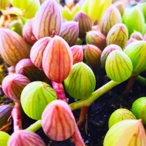 String Of Watermelon Plant Live Potted, Succulents Plant Indoor Outdoor, Trailing Succulent Plant Live