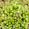 String Of Watermelon Plant Live Potted, Succulents Plant Indoor Outdoor, Trailing Succulent Plant Live