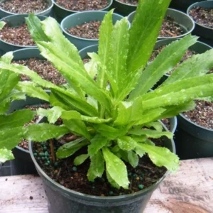 Pack 5 Culantro Plant Live, Recao Cilantro, Potted Culantro Plant Live Not Seeds for Planting Outdoors