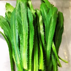 Pack 5 Culantro Plant Live, Recao Cilantro, Culantro Plant Live Not Seeds, 3.5 Inch Pot