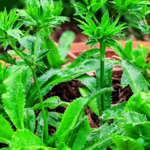 Pack 5 Culantro Plant Live, Recao Cilantro, Culantro Plant Live Not Seeds, 3.5 Inch Pot