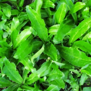 400 Culantro Seeds, Recao Cilantro, Culantro Plant Live Not Seeds,Culinary Herb Seeds
