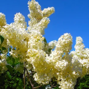 Lilac Plant Live for Growing - Perennial Flowers, 4-5 Inches Tall, Dormant Plant with No Leaves, Low Maintenance