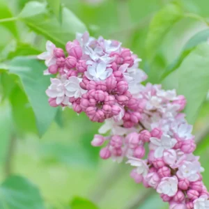 Syringa Lilac Plant, 4-6 Inch Tall, No Leasves, Dormant Starter Plant, Colorful Bloomming, Zone 3 to 7