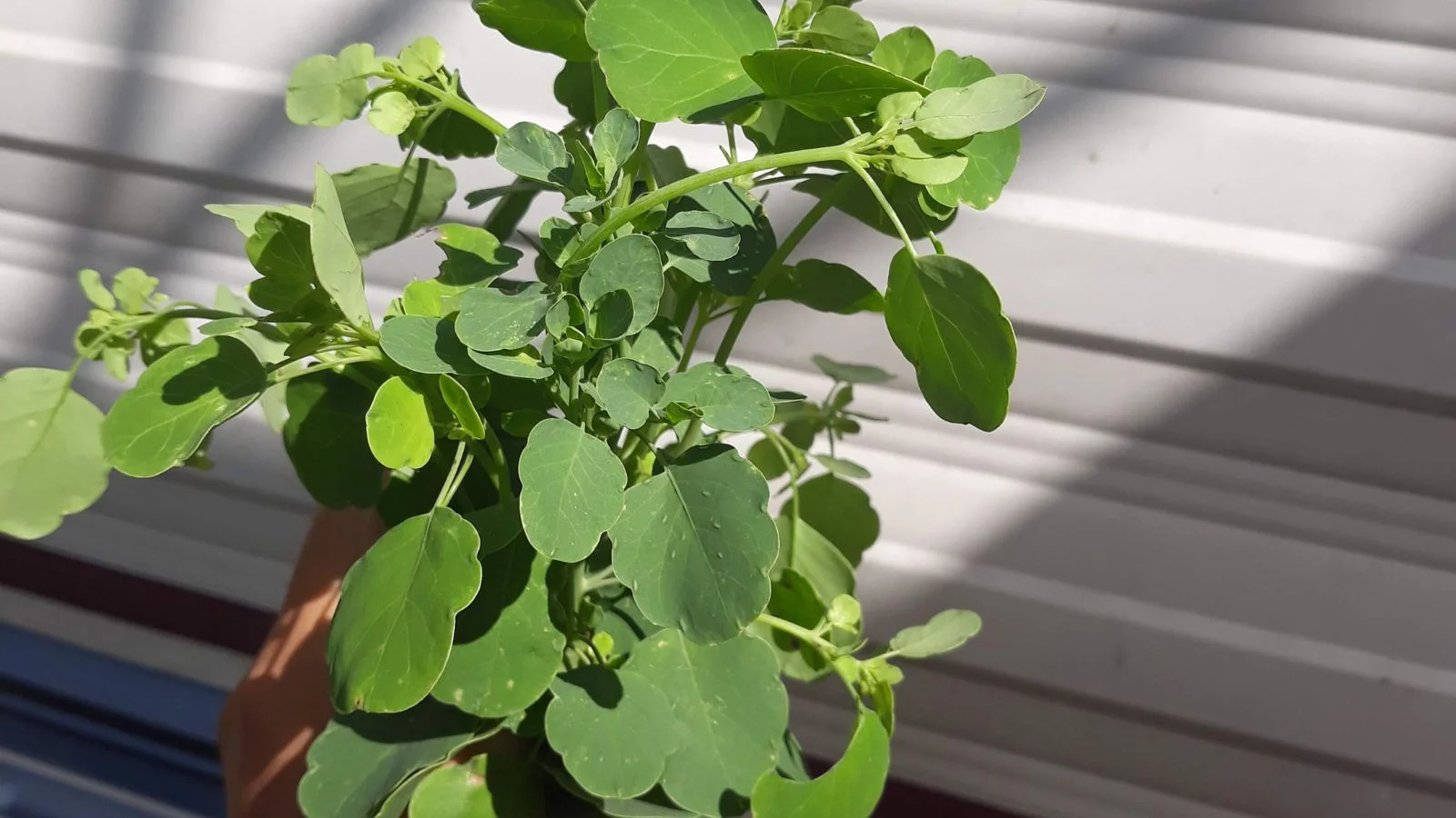 Papalo Herb Seeds, Mexican Herb Seeds – 100 Seeds - Image 2