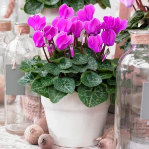 Cyclamen Plant Live, Cold Hardy Cyclamen Flowers, 4-Inch Pot Cyclamen Houseplant for Indoor or Outdoor Decoration