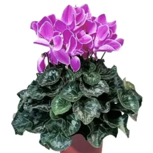 Cyclamen Plant Live, Ornamental Cyclamen Houseplant, In 4 Inch Pot, Cold Hardy Cyclamen Flowers For Decoration