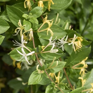 growing honeysuckle in pots, Honeysuckle Mint Crisp is a vigorous, highly-fragrant vine