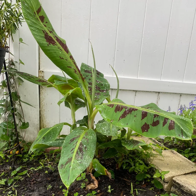 Banana Tree Starter, Live Banana Plant 5 Inches Height Bareroot, Fruit Tree Live Plant