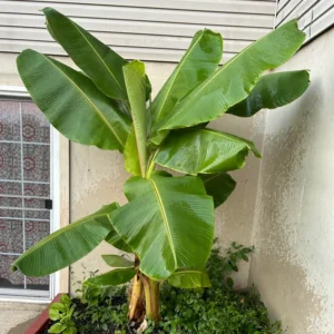 Banana Tree Starter, Live Banana Plant 5 Inches Height Bareroot, Fruit Tree Live Plant