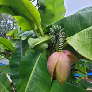 Banana Tree Starter, Live Banana Plant 5 Inches Height Bareroot, Fruit Tree Live Plant