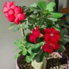 Desert Rose Plant 4 To 5 Inches Height, Adenium Desert Rose Plant Live