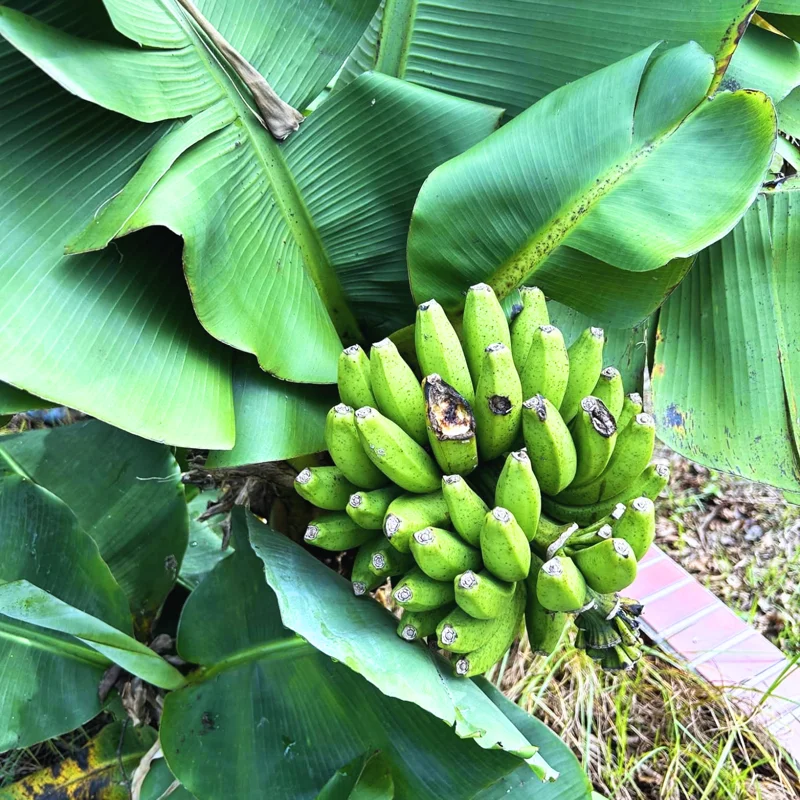 Banana Tree Starter, Live Banana Plant 5 Inches Height Bareroot, Fruit Tree Live Plant